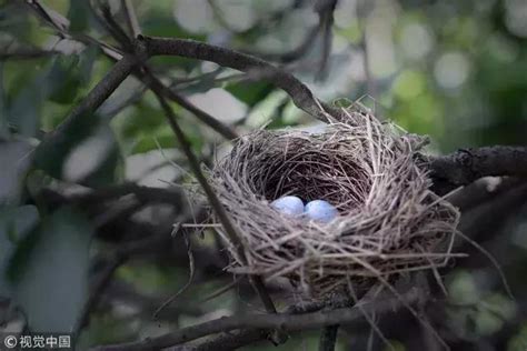 鳥在家裡築巢 玉女性经